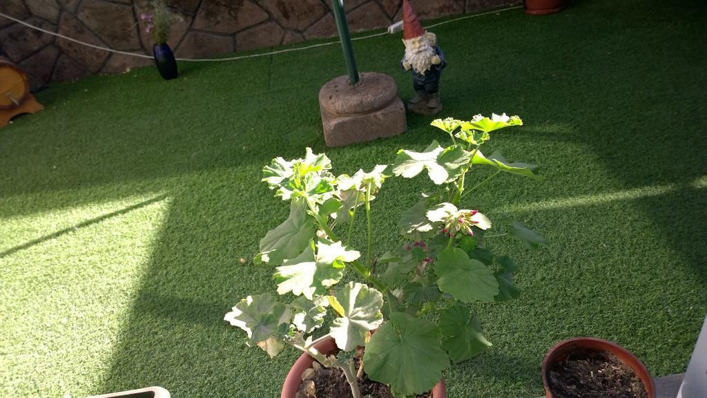 Bed & Breakfast Blumen Haus Santiago Exterior foto