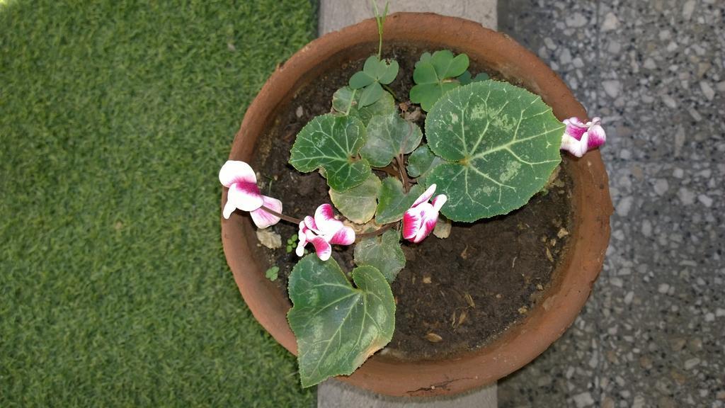Bed & Breakfast Blumen Haus Santiago Exterior foto